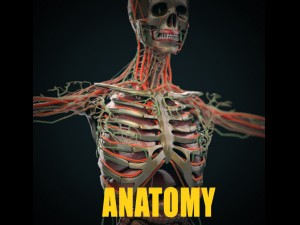 human anatomy complete 3D Model
