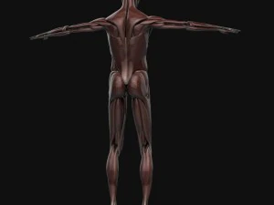 human anatomy complete 3D Model