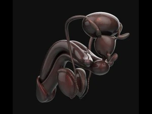 human anatomy complete 3D Model