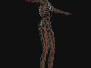 human anatomy complete 3D 모델