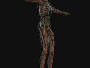 human anatomy complete 3D Model