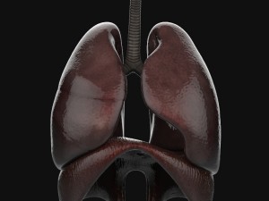 human anatomy complete 3D 모델