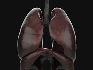 human anatomy complete 3D Model