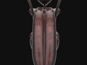 human anatomy complete 3D 모델