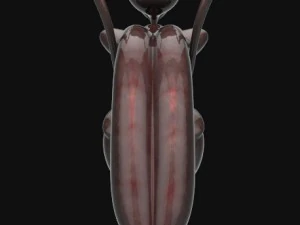 human anatomy complete 3D Model