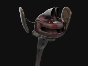 human anatomy complete 3D Model