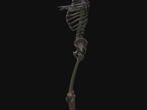 human anatomy complete 3D 모델