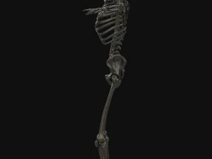 human anatomy complete 3D Model