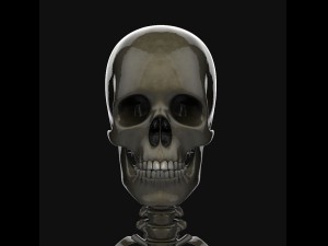 human anatomy complete 3D 모델