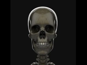human anatomy complete 3D Model
