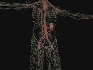 human anatomy complete 3D 모델