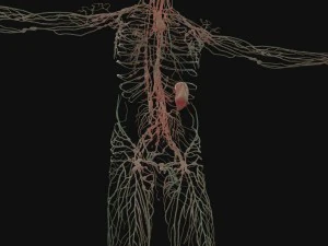 human anatomy complete 3D Model