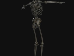 human anatomy complete 3D 모델