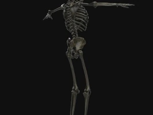 human anatomy complete 3D Model