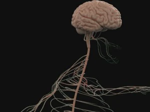 human anatomy complete 3D Model