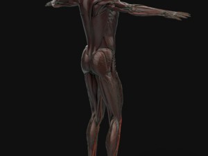 human anatomy complete 3D 모델