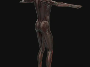 human anatomy complete 3D Model