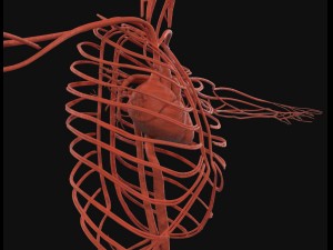 human anatomy complete 3D 모델