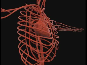 human anatomy complete 3D Model