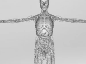 human anatomy complete 3D Model