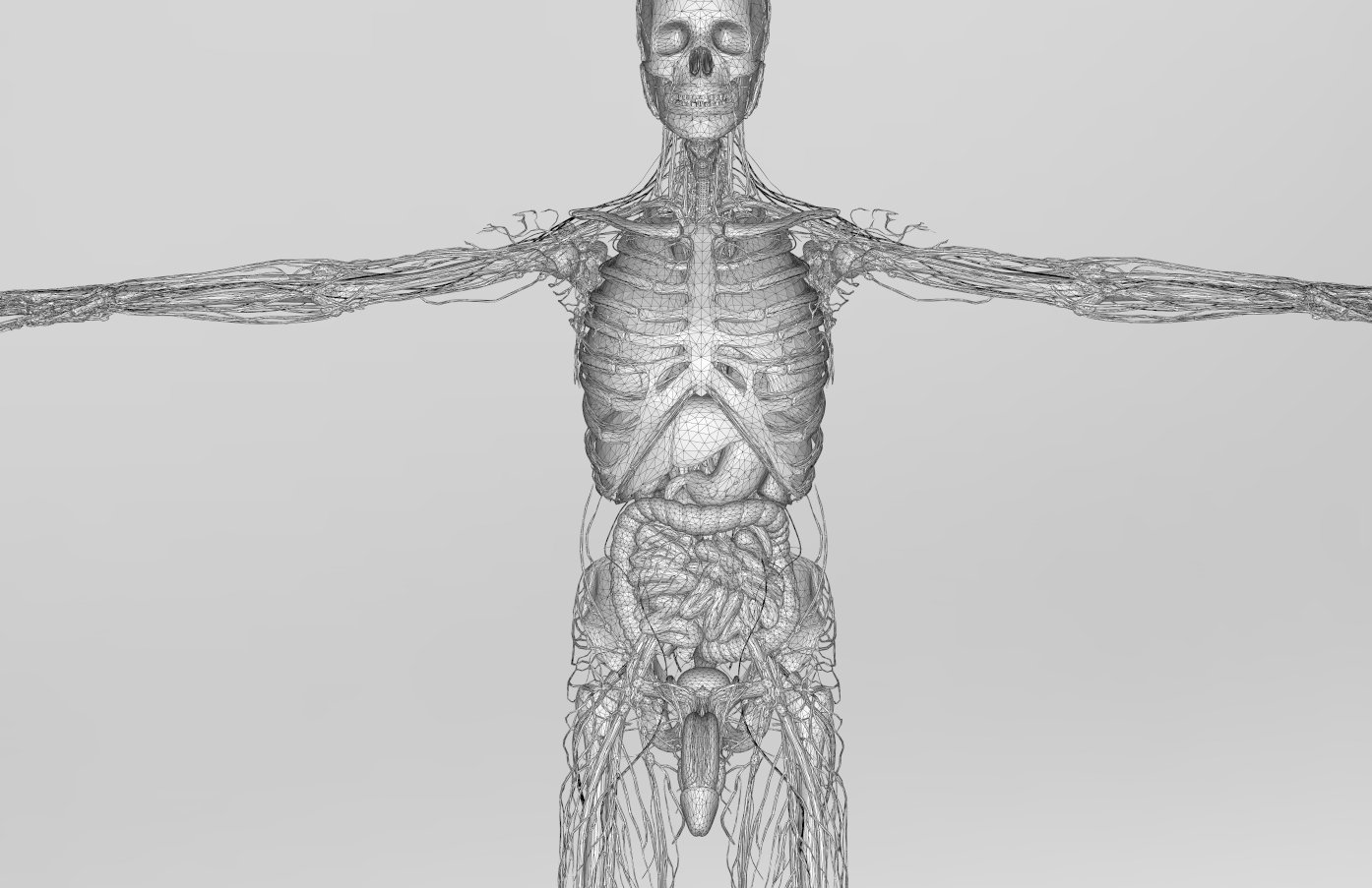 3d models anatomy