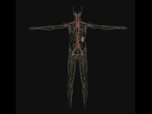 human anatomy complete 3D 모델