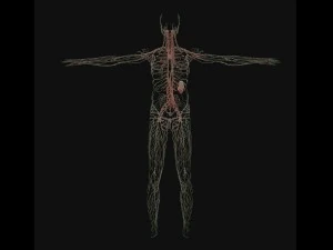 human anatomy complete 3D Model