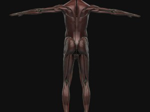 human anatomy complete 3D 모델