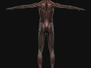 human anatomy complete 3D Model