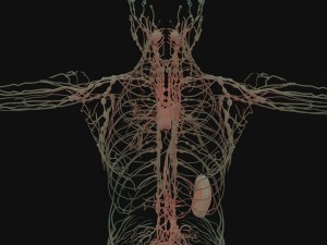 human anatomy complete 3D 모델