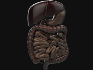 human anatomy complete 3D 모델
