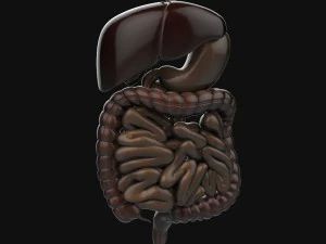 human anatomy complete 3D Model