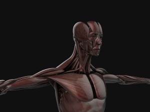 human anatomy complete 3D 모델