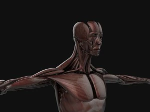human anatomy complete 3D Model