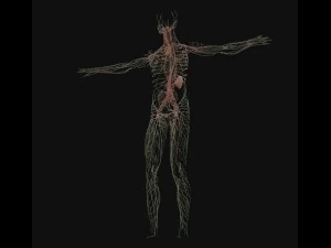 human anatomy complete 3D Model