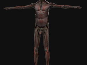 human anatomy complete 3D 모델
