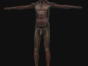 human anatomy complete 3D Model