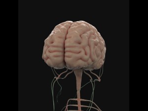 human anatomy complete 3D 모델