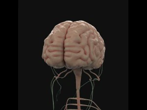 human anatomy complete 3D Model
