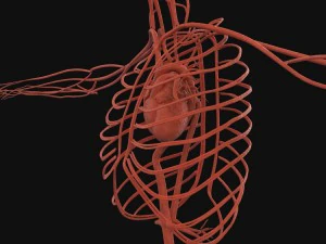 human anatomy complete 3D Model