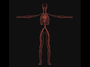human anatomy complete 3D 모델
