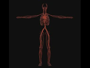 human anatomy complete 3D Model
