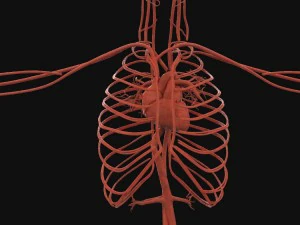 human anatomy complete 3D Model
