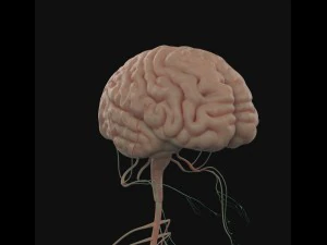 human anatomy complete 3D Model