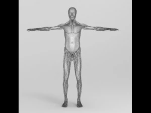 human anatomy complete 3D Model