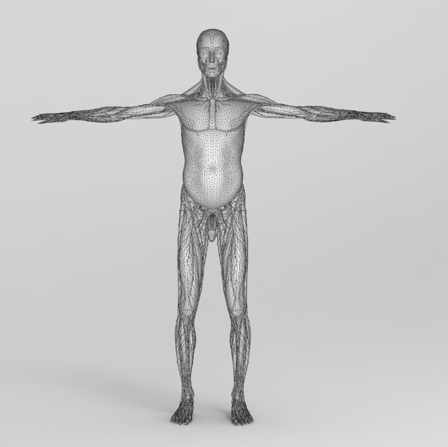 Human anatomy COMPLETE 3D Model in Anatomy 3DExport