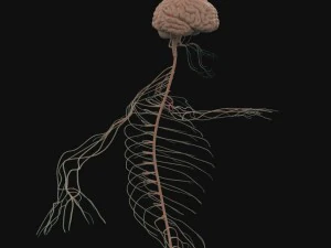 human anatomy complete 3D Model