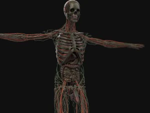 human anatomy complete 3D Model