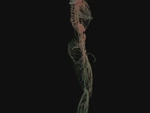 human anatomy complete 3D Model