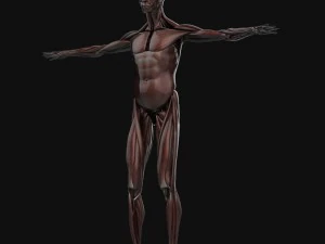 human anatomy complete 3D Model